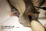 Dwarf hamster wart, leg, abscesses upper eyelid, toapayohvets, singapore
