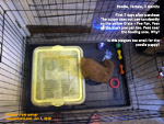 house-breaking a poodle puppy needs patience and time. plastic grate + pee pan inside playpen with black pee pan. toapayohvets 