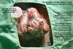 Old Siberian Husky, female, spayed, perianal, circum-anal gland tumour, singapore, toa payoh vets