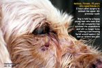 15 years old dog. oro-nasal fistula, carnaissal tooth abscess, toapayohvets, singapore