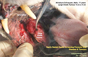 Old dog oral cheek tumour and rotten teeth bad breath dental scaling extraction toa payoh vets singapore