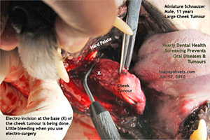 Old dog oral cheek tumour and rotten teeth bad breath dental scaling extraction toa payoh vets singapore