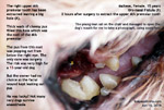 15 years old dog. oro-nasal fistula, carnaissal tooth abscess, toapayohvets, singapore