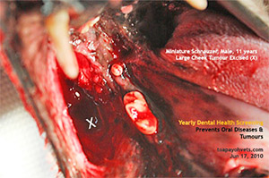 Old dog oral cheek tumour and rotten teeth bad breath dental scaling extraction toa payoh vets singapore