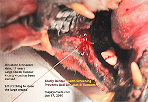 Old dog oral cheek tumour and rotten teeth bad breath dental scaling extraction toa payoh vets singapore