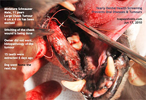 Old dog oral cheek tumour and rotten teeth bad breath dental scaling extraction toa payoh vets singapore