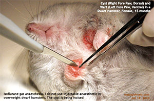 dwarf hamster care surgery, big cyst right fore paw, wart below left fore paw, toa payoh vets singapore