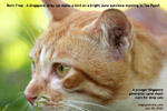 Born free as a stray cat, singapore, toa payoh, sunshine, stalking bird, insects, toa payoh vets