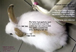 pet shop purchase dwarf rabbit scabies, singapore, toapayohvets