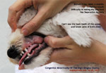 bichon frise 6 months congenital abnormalities of dog's gums gingiva  toa payoh vets singapore 