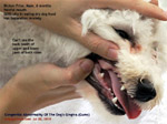 bichon frise 6 months congenital abnormalities of dog's gums gingiva  toa payoh vets singapore