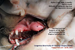bichon frise 6 months congenital abnormalities of dog's gums gingiva  toa payoh vets singapore