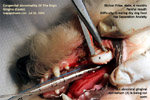 bichon frise 6 months congenital abnormalities of dog's gums gingiva  toa payoh vets singapore