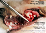 bichon frise 6 months congenital abnormalities of dog's gums gingiva  toa payoh vets singapore