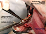 bichon frise 6 months congenital abnormalities of dog's gums gingiva  toa payoh vets singapore