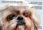 shih tzu eye ulcer injuries, eyeball pops out, prolapses, luxated, corneal ulcers, tarsorraphy, toapayohvets singapore 