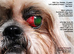 shih tzu eye ulcer injuries, eyeball pops out, prolapses, luxated, corneal ulcers, tarsorraphy, toapayohvets singapore 