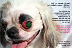 shih tzu eye ulcer injuries, eyeball pops out, prolapses, luxated, corneal ulcers, tarsorraphy, toapayohvets singapore 