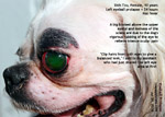 shih tzu eye ulcer injuries, eyeball pops out, prolapses, luxated, corneal ulcers, tarsorraphy, toapayohvets singapore 