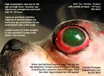 shih tzu eye ulcer injuries, eyeball pops out, prolapses, luxated, corneal ulcers, tarsorraphy, toapayohvets singapore 