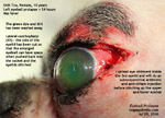 shih tzu eye ulcer injuries, eyeball pops out, prolapses, luxated, corneal ulcers, tarsorraphy, toapayohvets singapore 