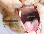 plasma cell gingivitis and pharyngitis in a stray cat, Singapore, toapayohvets 