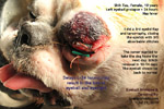 shih tzu eye ulcer injuries, eyeball pops out, prolapses, luxated, corneal ulcers, tarsorraphy, toapayohvets singapore 