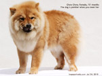 chow chow dog singapore spayed toa payoh vets 10 months no bleeding