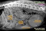 shih tzu, male, stomach, intestines, filled bone fragments, anaemia, fever, toapayohvets, singapore