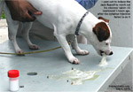 jack russell swallowed a big white tablet (keeps medication dry) 2 hours ago. vomiting induced. toapayohvets singapore 