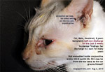 cat, male, 8 years, eye infection, no ulcer, tearing 2 weeks, toapayohvets, singapore