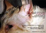 cat, male, 8 years, eye infection, no ulcer, tearing 2 weeks, toapayohvets, singapore