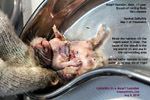 dwarf hamster, dandruff, scales, skin ulcers, infections, cellulitis, toapayohvets, singapore