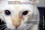 cat, male, 8 years, eye infection, no ulcer, tearing 2 weeks, toapayohvets, singapore