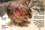 dwarf hamster, dandruff, scales, skin ulcers, infections, cellulitis, toapayohvets, singapore
