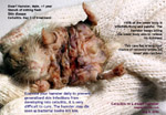 dwarf hamster, dandruff, scales, skin ulcers, infections, cellulitis, toapayohvets, singapore