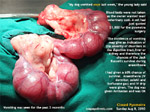 closed pyometra womb, old Jack Russell dog, sticky gelatinous fluid inside womb, toapayohvets singapore 