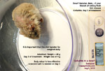 dwarf hamster, dandruff, scales, skin ulcers, infections, cellulitis, toapayohvets, singapore