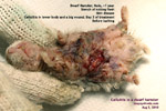 dwarf hamster, dandruff, scales, skin ulcers, infections, cellulitis, toapayohvets, singapore