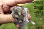 dwarf hamster, blood in front of the eyes - hyphema. toapayohvets, singapore