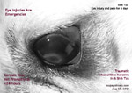 shih tzu, deep corneal ulcer, ulcerative keratitis, tarsorrhaphy, toapayohvets singapore