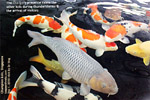 cha-goi is greyish koi, more tame than other koi species, singapore, toa payoh vets 