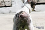 dog backside swelling, boston terrier, perineal hernia repair, toa payoh vets, singapore