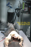 dog backside swelling, boston terrier, perineal hernia repair, toa payoh vets, singapore