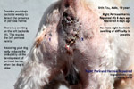 repaired perineal hernia in male not neutered shih tzu - toapayohvets - singapore
