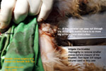 young shih tzu fresh blood in urine daily palpation urinary bladder stones  surgery cystotomy toapayohvets singapore