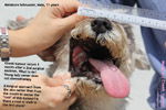 fast-growing malignant cheek tumour miniature schnauzer with poor oral hygiene  toapayohvets singapore 