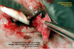 endopthalmitis, enucleation, dog eye surgery severe infections - toapayohvets singapore