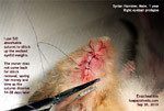 syrian eye injured prolapsed luxated fight with other hamster enucleation toa payoh vets singapore