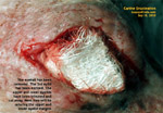 endopthalmitis, enucleation, dog eye surgery severe infections - toapayohvets singapore